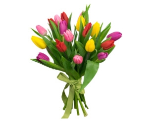 Bouquet of 15 tulips